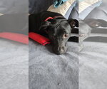 Small #1 Labrador Retriever Mix