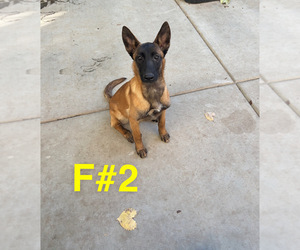 Belgian Malinois Puppy for sale in STOCKTON, CA, USA