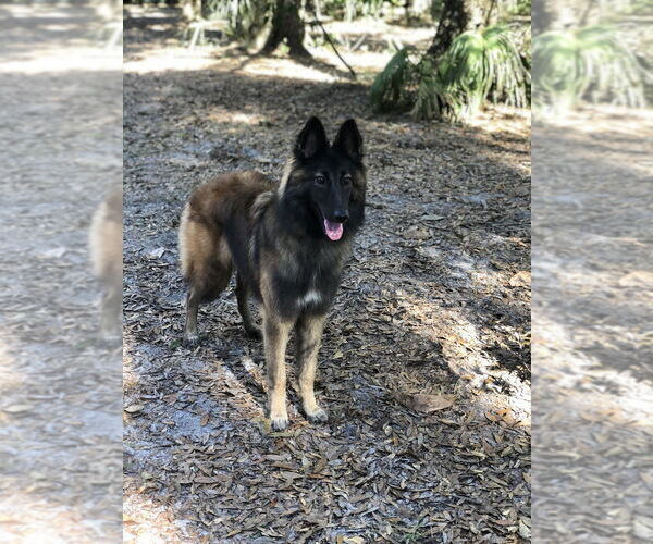 Medium Photo #2 Mutt Puppy For Sale in Imlay City, MI, USA