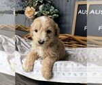 Small Photo #1 Aussiedoodle Puppy For Sale in NEW YORK MILLS, MN, USA