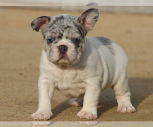 French Bulldog Puppy for sale in BOSTON, MA, USA