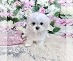 Small #60 Maltese