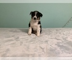 Small Photo #6 Australian Shepherd Puppy For Sale in HILLSBORO, WI, USA