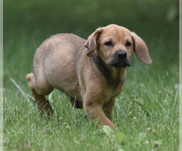Medium Photo #4 Retriever -Unknown Mix Puppy For Sale in Mechanicsburg, PA, USA