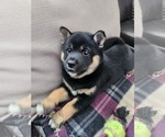 Small Shiba Inu
