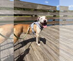 Small Catahoula Leopard Dog Mix