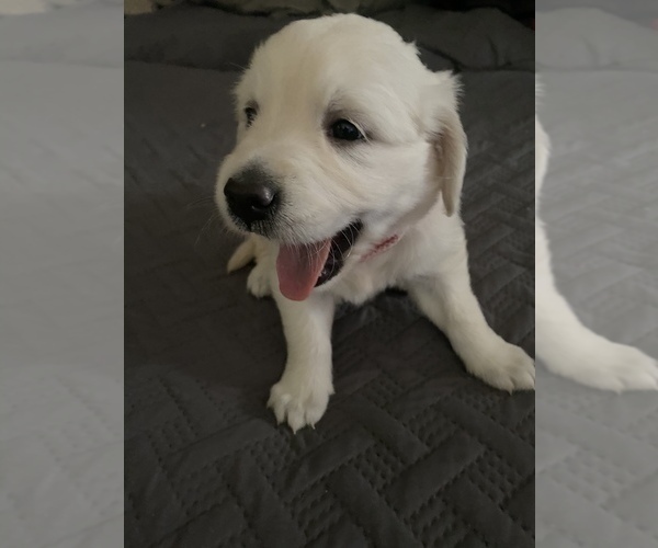 Medium Photo #17 English Cream Golden Retriever Puppy For Sale in ARCHBALD, PA, USA