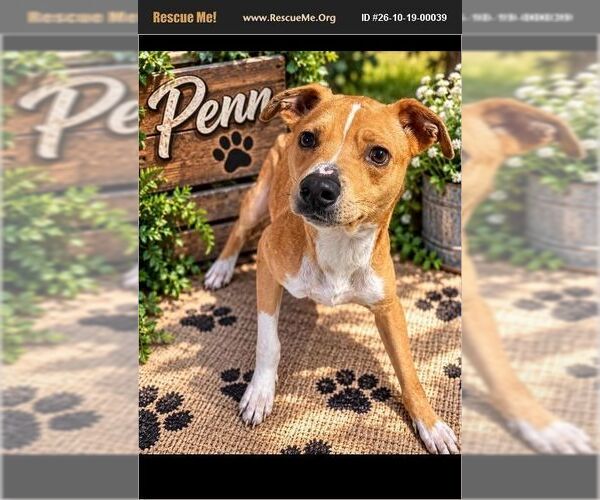 Medium Photo #1 American Staffordshire Terrier Puppy For Sale in Benton, PA, USA