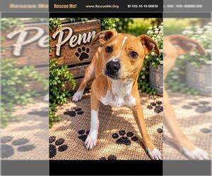 American Staffordshire Terrier Dogs for adoption in Benton, PA, USA