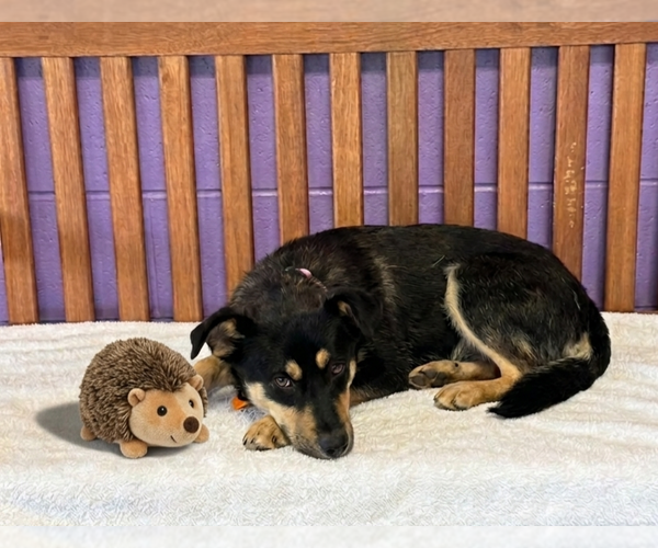 Medium Photo #3 Mutt Puppy For Sale in Genesee, WI, USA