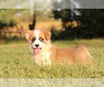 Small #6 Pembroke Welsh Corgi