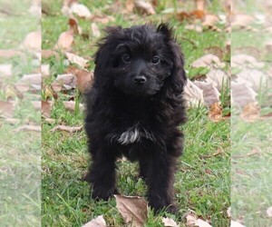 Aussiedoodle Miniature  Puppy for sale in MARION CENTER, PA, USA