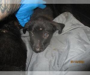 German Shepherd Dog-Unknown Mix Dogs for adoption in Oklahoma City, OK, USA