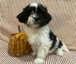 Puppy 1 Mal-Shi-Shih Tzu Mix