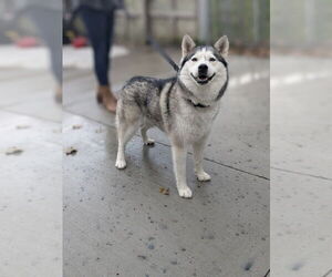 - Mix Dogs for adoption in Muskegon, MI, USA