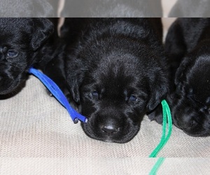 Labrador Retriever Puppy for sale in CREWE, VA, USA