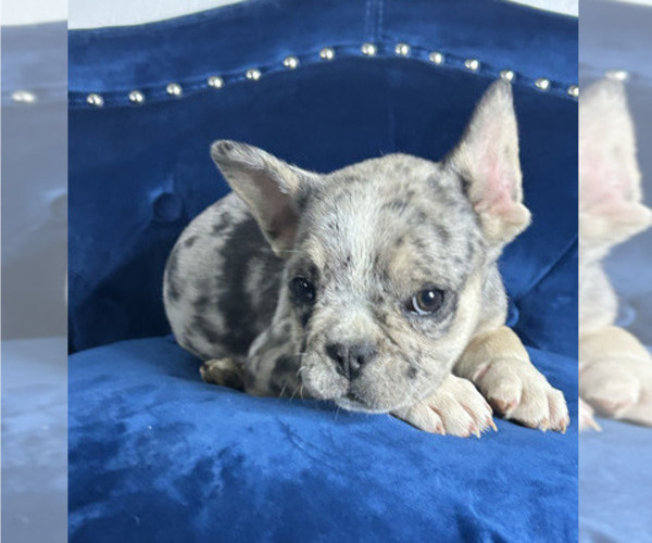 Medium Photo #3 French Bulldog Puppy For Sale in FORT LAUDERDALE, FL, USA