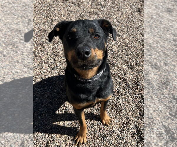 Medium Photo #4 Rottweiler Puppy For Sale in Gilbert, AZ, USA