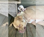 Small #29 American Bulldog