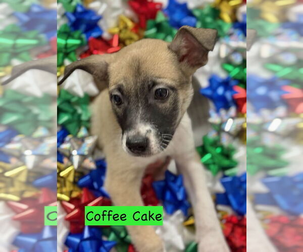 Medium Photo #1 Mutt Puppy For Sale in GILBERTS, IL, USA