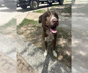 Labrador Retriever-Unknown Mix Dogs for adoption in Houston, TX, USA