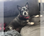 Small Chihuahua Mix