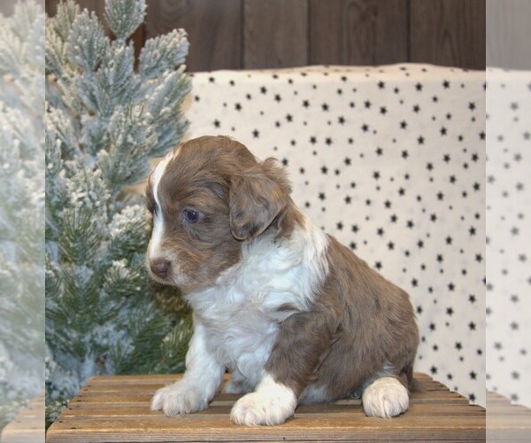 Medium Photo #16 Aussiedoodle Miniature  Puppy For Sale in NEWBERRY, IN, USA