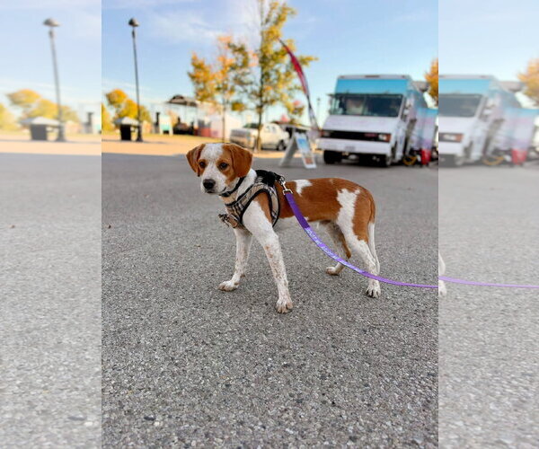 Medium Photo #4 Beagle-Unknown Mix Puppy For Sale in Germantown, OH, USA