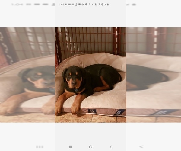 Medium Photo #1 Rottweiler Puppy For Sale in UMATILLA, OR, USA