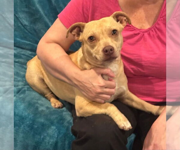 Medium Photo #4 Basset Hound-Unknown Mix Puppy For Sale in New York, NY, USA