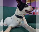 Small #18 Rat Terrier Mix