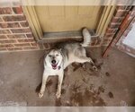 Small Photo #5 Siberian Husky Puppy For Sale in Pleasanton, TX, USA