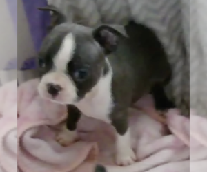 Boston Terrier Puppy for sale in BEND, OR, USA