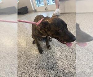 German Shepherd Dog Dogs for adoption in Palmetto, FL, USA