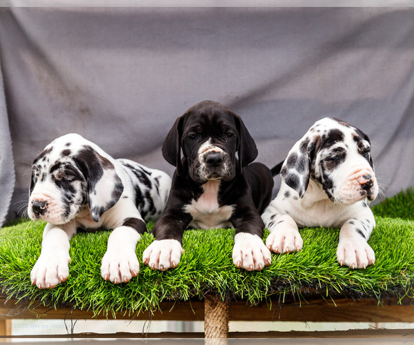 Medium Photo #1 Great Dane Puppy For Sale in WAKARUSA, IN, USA