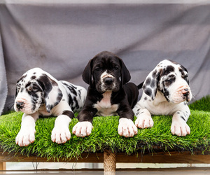 Great Dane Litter for sale in WAKARUSA, IN, USA
