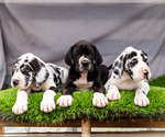 Image preview for Ad Listing. Nickname: Litter of 3