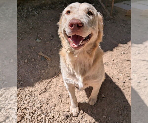 Medium Photo #8 Golden Retriever-Unknown Mix Puppy For Sale in Vail, AZ, USA