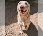 Small Photo #8 Golden Retriever-Unknown Mix Puppy For Sale in Vail, AZ, USA