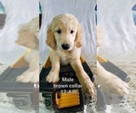 Small Photo #10 Golden Retriever Puppy For Sale in MERCED, CA, USA