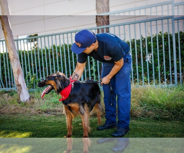 Medium Photo #6 German Shepherd Dog-Unknown Mix Puppy For Sale in Lake Forest, CA, USA