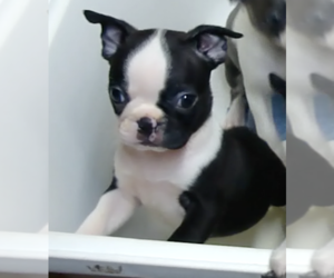 Boston Terrier Puppy for sale in CRKD RVR RNCH, OR, USA