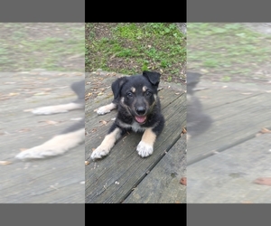 Border Collie-German Shepherd Dog Mix Puppy for sale in COLUMBIA, TN, USA