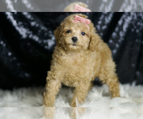 Medium Photo #3 Poodle (Miniature) Puppy For Sale in WARSAW, IN, USA
