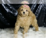 Small #2 Poodle (Miniature)