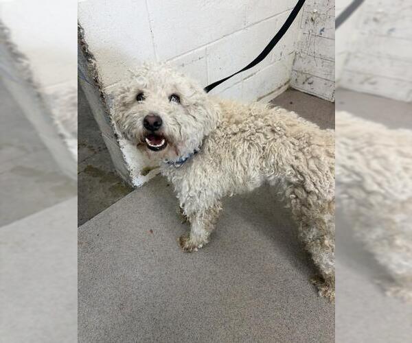 Medium Photo #1 Poodle (Standard) Puppy For Sale in San Bernardino, CA, USA