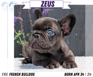 Medium French Bulldog