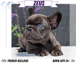 Puppy Zeus French Bulldog