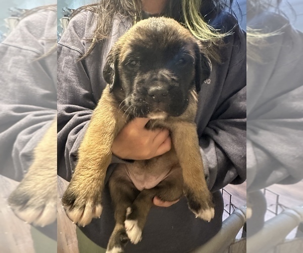 Medium Photo #10 Cane Corso-Saint Bernard Mix Puppy For Sale in LIVERMORE, CA, USA