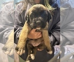 Small Photo #10 Cane Corso-Saint Bernard Mix Puppy For Sale in LIVERMORE, CA, USA